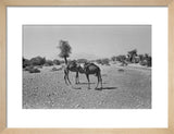 View of two camels, belonging ...