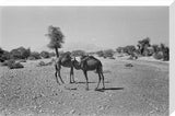 View of two camels, belonging ...