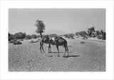 View of two camels, belonging ...