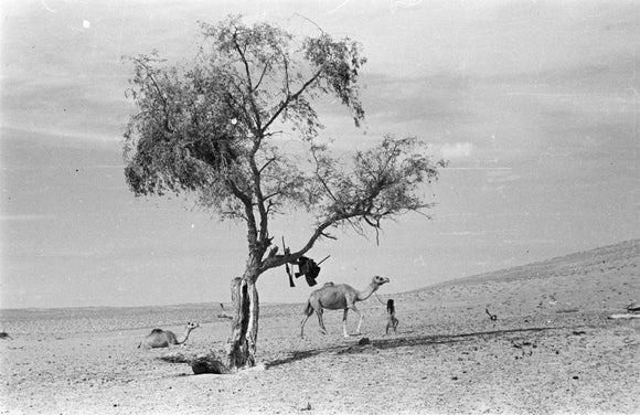 View of a Bedouin child ...