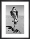 Portrait of a peregrine falcon ...