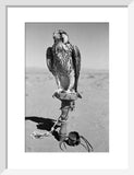 Portrait of a peregrine falcon ...