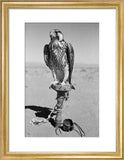 Portrait of a peregrine falcon ...