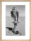 Portrait of a peregrine falcon ...