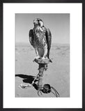 Portrait of a peregrine falcon ...