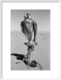 Portrait of a peregrine falcon ...