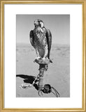 Portrait of a peregrine falcon ...
