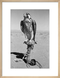 Portrait of a peregrine falcon ...