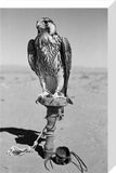 Portrait of a peregrine falcon ...