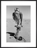 Portrait of a peregrine falcon ...