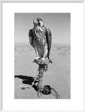 Portrait of a peregrine falcon ...
