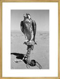 Portrait of a peregrine falcon ...