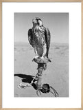 Portrait of a peregrine falcon ...