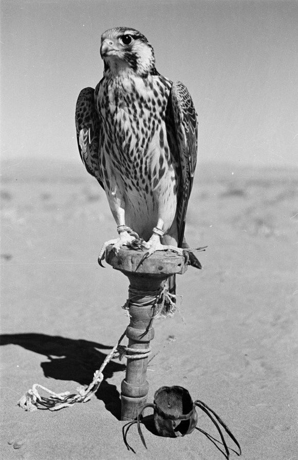Portrait of a peregrine falcon ...
