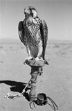 Portrait of a peregrine falcon ...