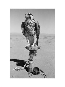 Portrait of a peregrine falcon ...