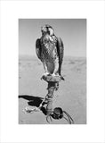 Portrait of a peregrine falcon ...