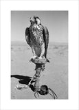 Portrait of a peregrine falcon ...