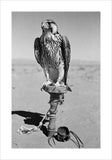 Portrait of a peregrine falcon ...