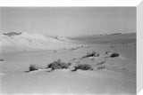 View of bushes growing in ...