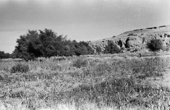 View of a field of ...