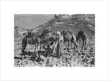 View of two Bedouin men ...