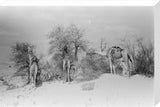 View of camels belonging to ...