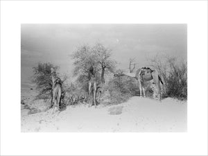 View of camels belonging to ...
