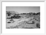 Landscape of small shrubs and ...