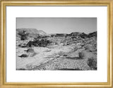 Landscape of small shrubs and ...