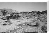 Landscape of small shrubs and ...