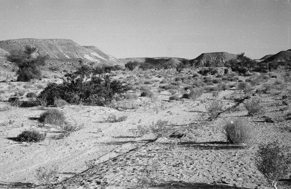 Landscape of small shrubs and ...