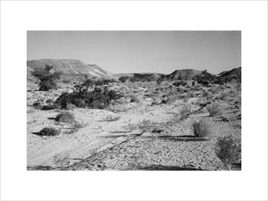 Landscape of small shrubs and ...