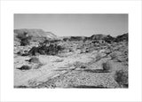 Landscape of small shrubs and ...