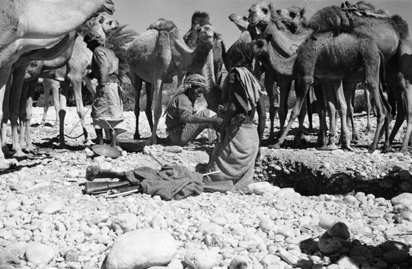 Portrait of Mahra Bedouin watering ...