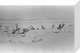View of Wilfred Thesiger's travelling ...