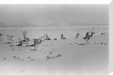 View of Wilfred Thesiger's travelling ...