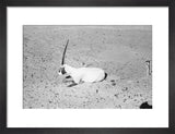 View of a dying Arabian ...