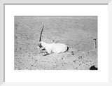 View of a dying Arabian ...