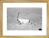 View of a dying Arabian ...