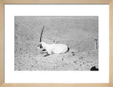 View of a dying Arabian ...