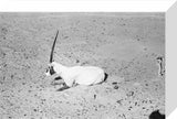 View of a dying Arabian ...