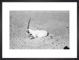 View of a dying Arabian ...