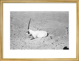 View of a dying Arabian ...