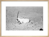 View of a dying Arabian ...