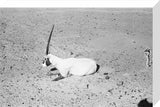 View of a dying Arabian ...