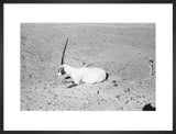 View of a dying Arabian ...