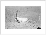 View of a dying Arabian ...
