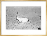 View of a dying Arabian ...