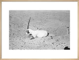 View of a dying Arabian ...